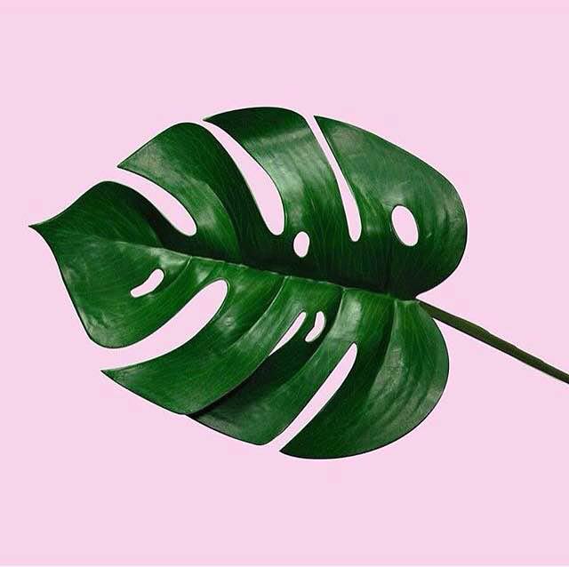 plants-on-pink-5