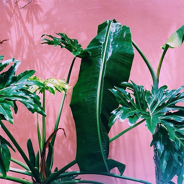 plants-on-pink-8