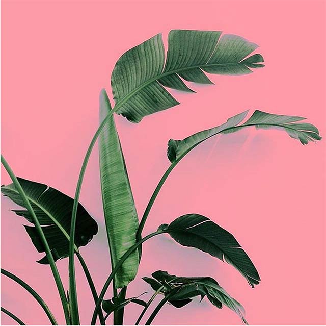plants-on-pink-9