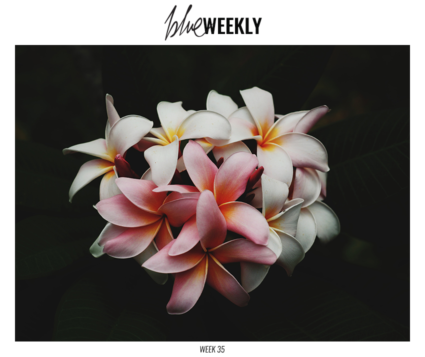 blueWEEKLY-35